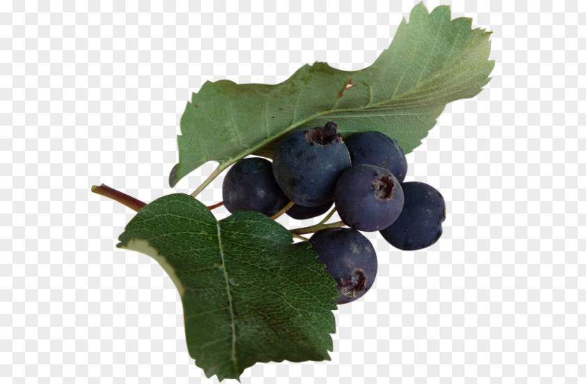 Bilberry Blueberry Flavor Tea Huckleberry Berries PNG