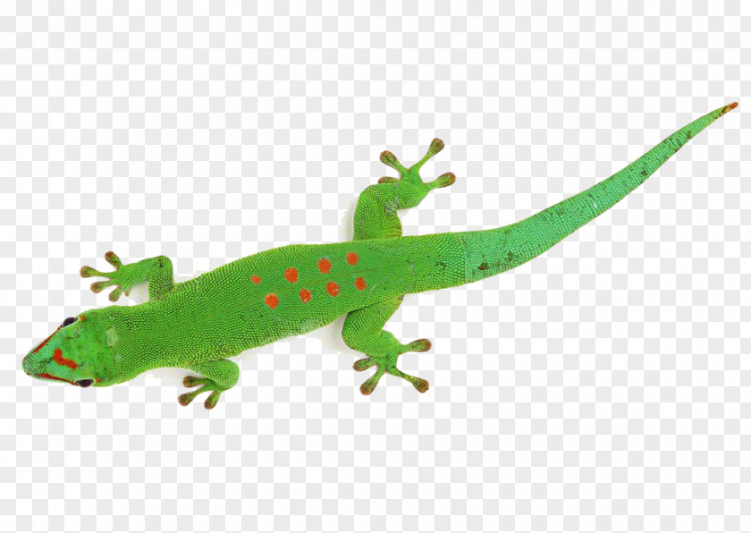Chameleon Lizard Chameleons Animation Madagascar Day Gecko PNG