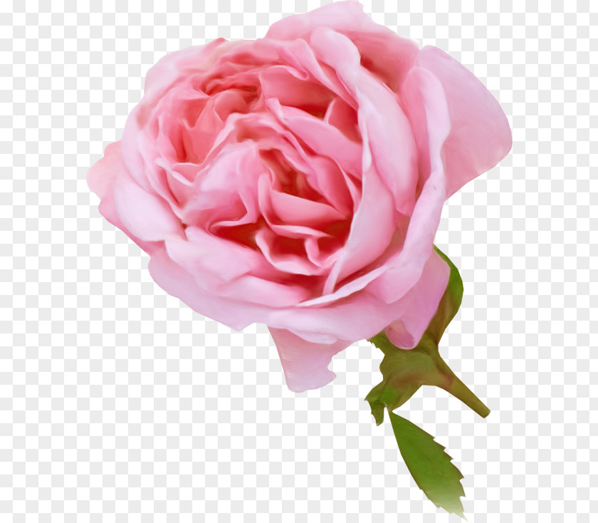 Flower Garden Roses Pink Cabbage Rose China PNG