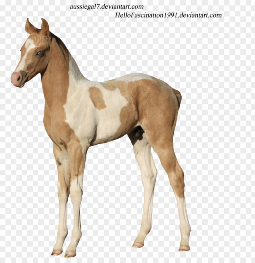 Mustang Colt Foal American Paint Horse Stallion Mare PNG