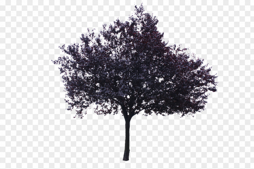 Oak Red Pine Plane PNG