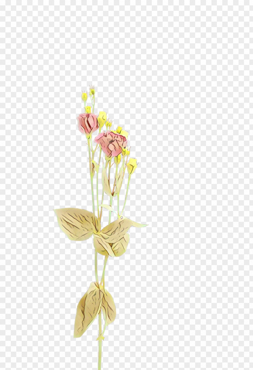 Orchid Wildflower Pink Flowers Background PNG