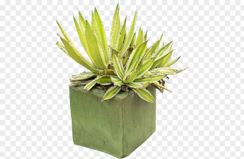 Potted Plant Flowerpot Agave PNG