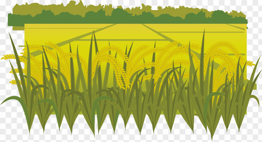 Vector Harvest Fields Paddy Field Oryza Sativa PNG