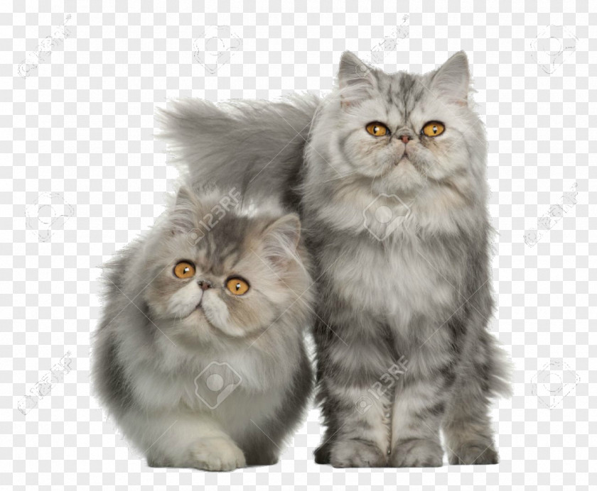 Cats Persian Cat American Shorthair Maine Coon British Ragdoll PNG