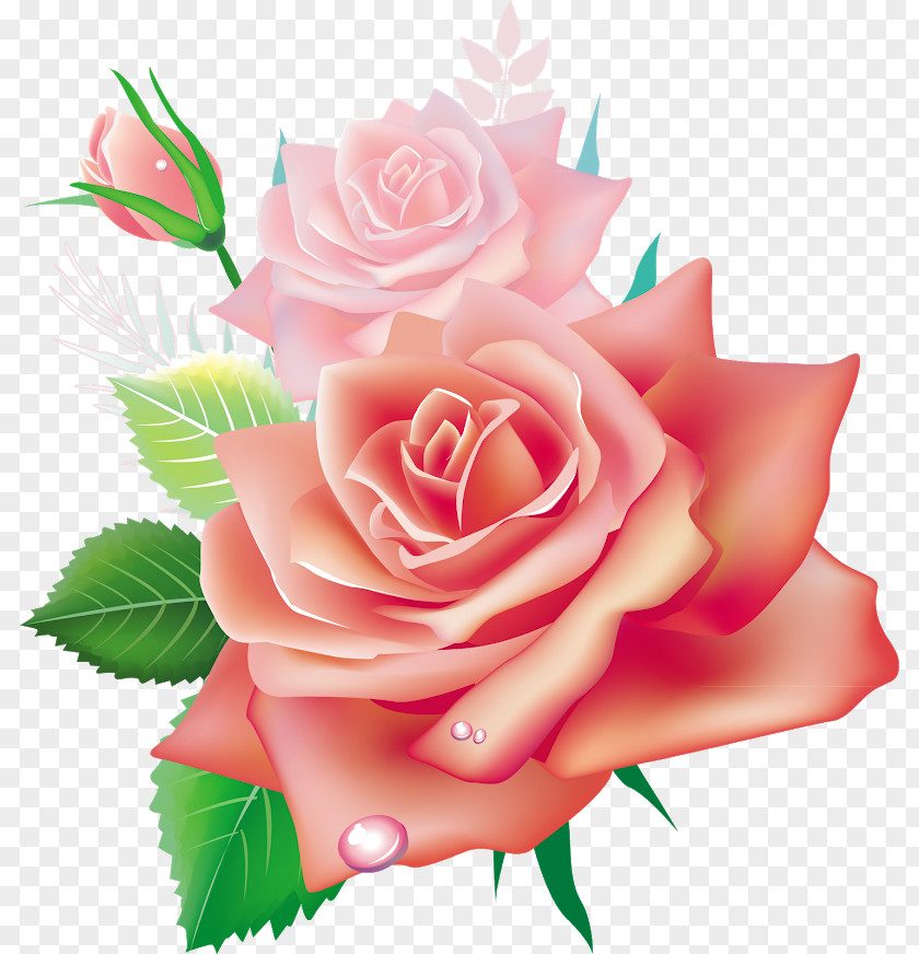 Colored Flowers Garden Roses Flower Pink Clip Art PNG