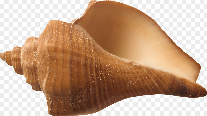 Conch Shankha Seashell Conchology PNG