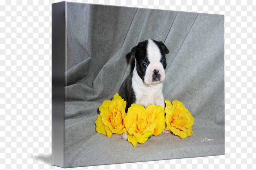Puppy Boston Terrier Dog Breed Non-sporting Group PNG