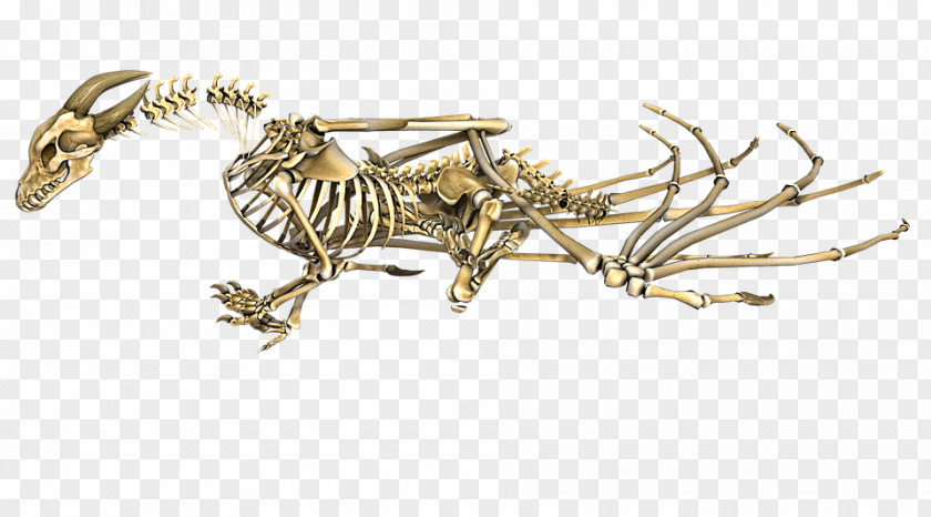 Skeleton Human Bone The Elder Scrolls V: Skyrim – Dragonborn PNG