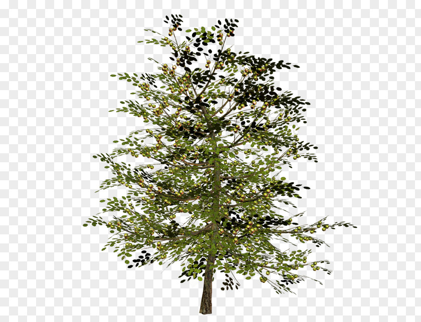 Twigs Spruce Tree Larch Twig Shrub PNG