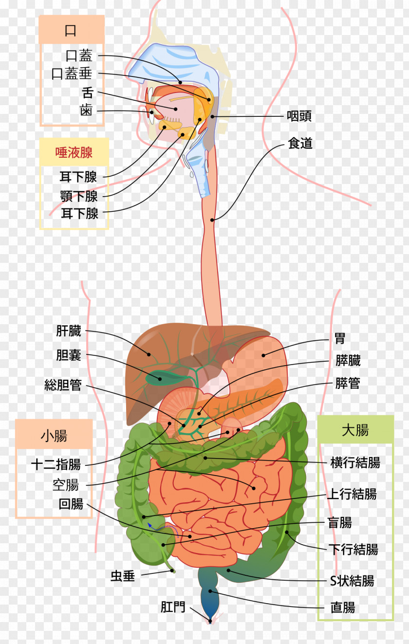 Alimentary Gastrointestinal Tract Digestion Human Digestive System Anatomy Physiology PNG