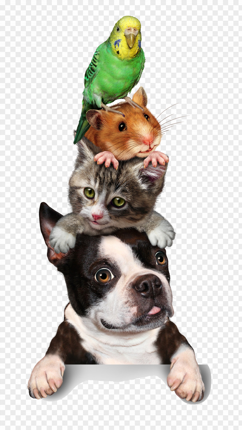 Animal Cat Pet Sitting Hamster Dog Kitten PNG