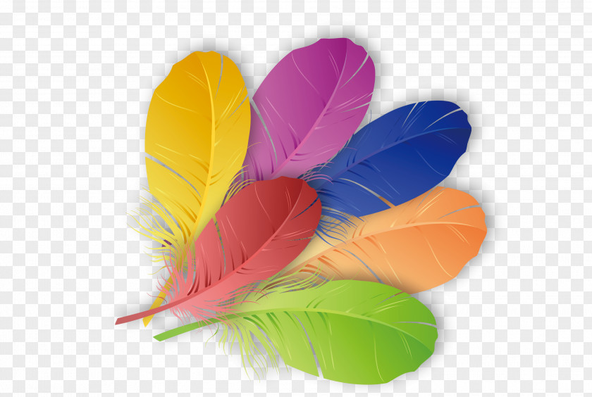 Colored Feathers The Floating Feather Color PNG