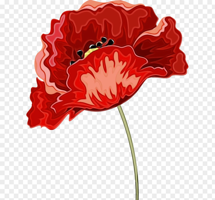 Coquelicot Petal Red Flower Plant Carnation Cut Flowers PNG