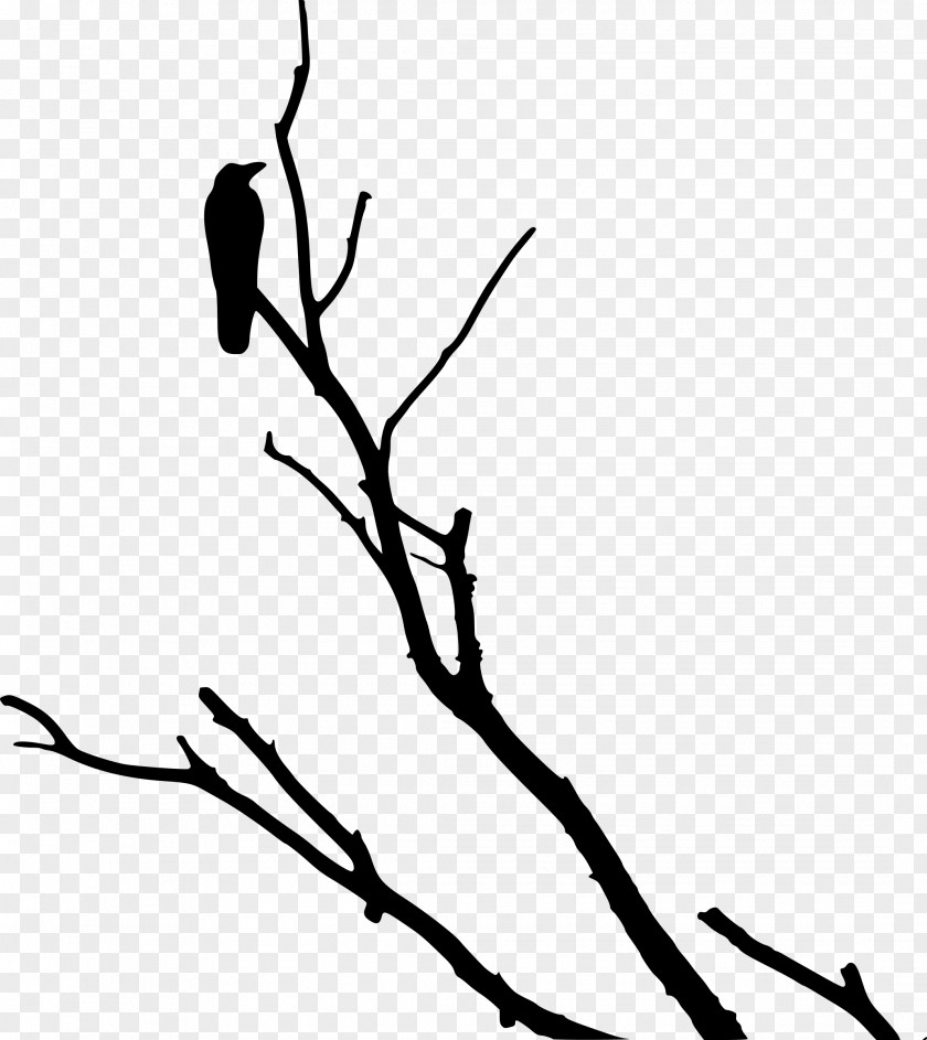 Crow American Rook Bird Tree PNG