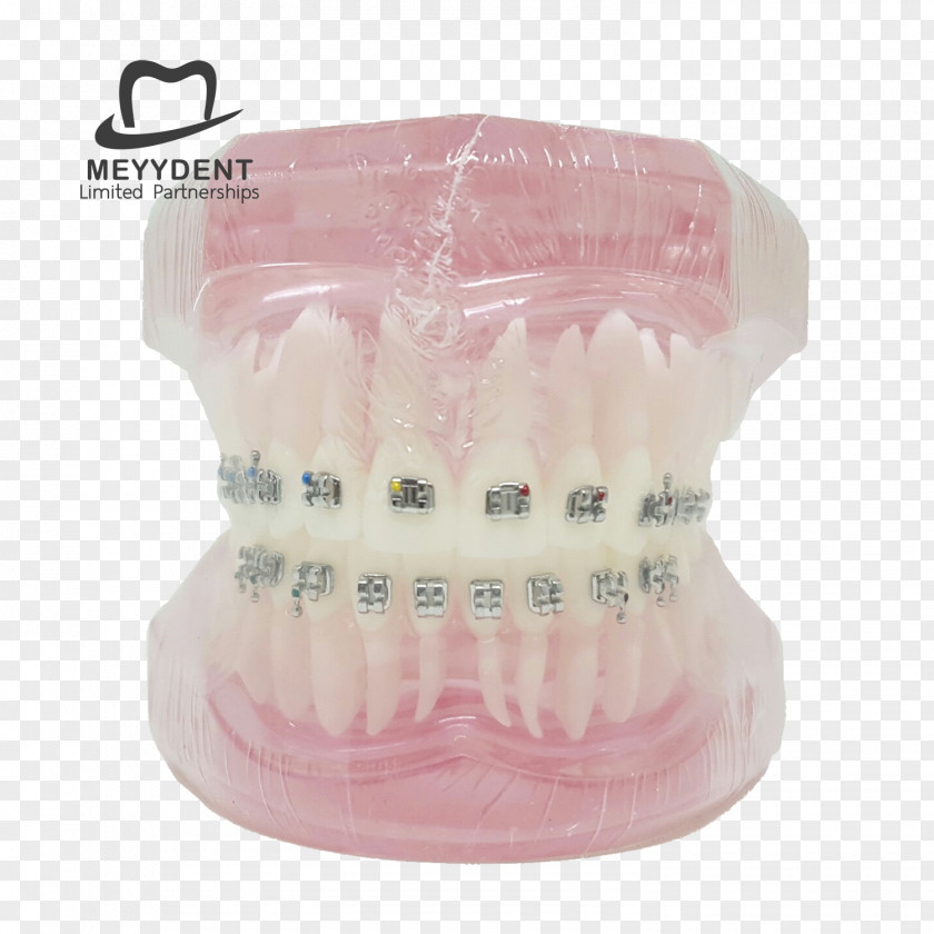 Dental Model หจก.เมย์เด้นท์ Dentist Jaw Human Tooth PNG