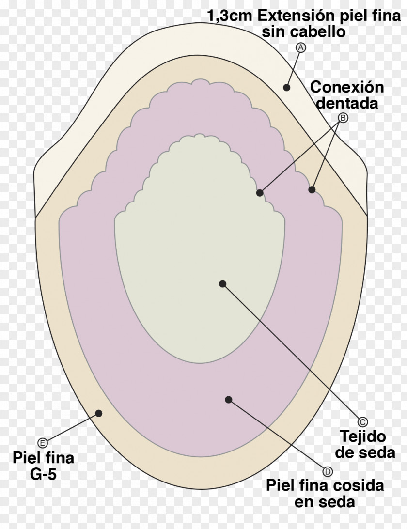 Eye Mouth Jaw PNG