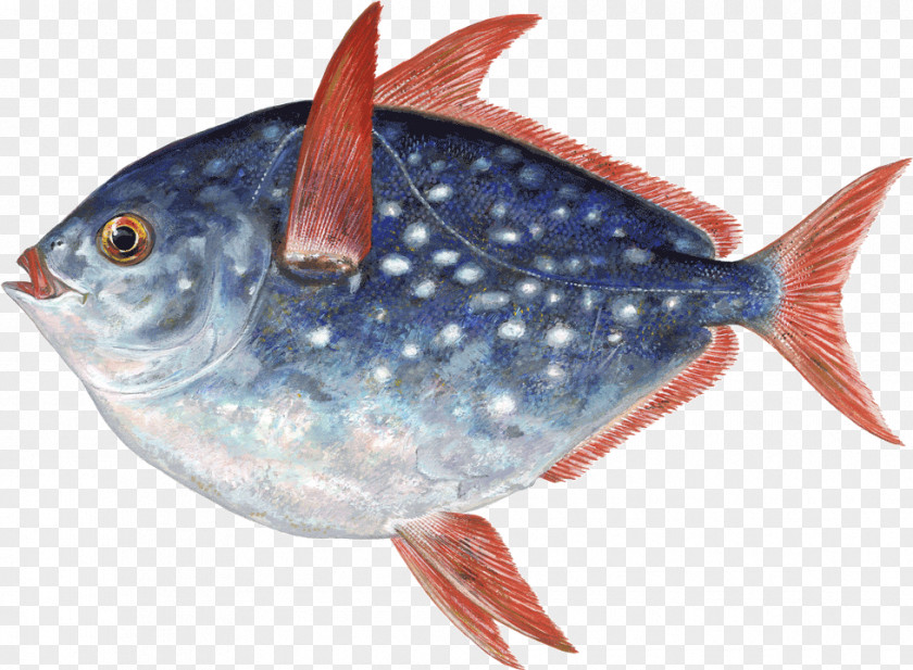 Fish Thunnus Products Marine Biology Oily Sardine PNG