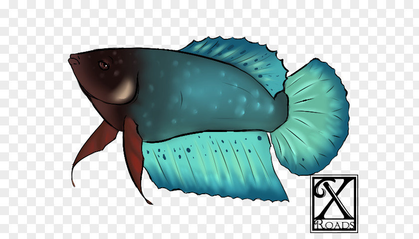 Marine Biology Fauna Turquoise Fish PNG