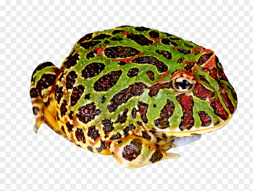 Pac Man Argentine Horned Frog Cranwell's Pac-Man Amphibian Clip Art PNG