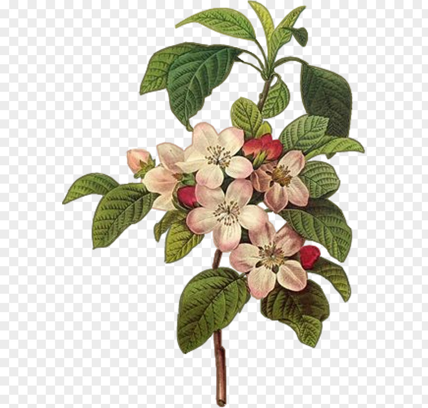 Apple Botanical Illustration Botany Printmaking Art PNG
