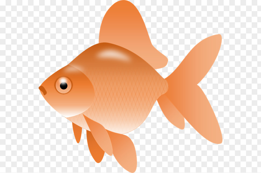 Goldfish Cliparts Ryukin Fish Cracker Free Content Clip Art PNG