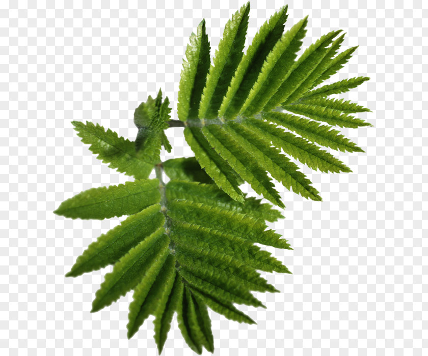Leaf Clip Art Petiole Plant Stem PNG