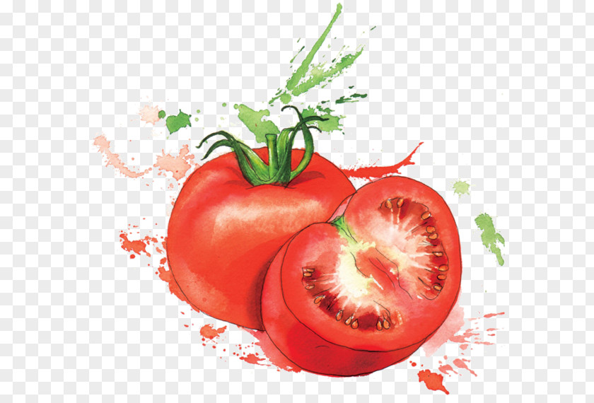 Aquarel Organic Food Watercolor Painting Vegetable PNG