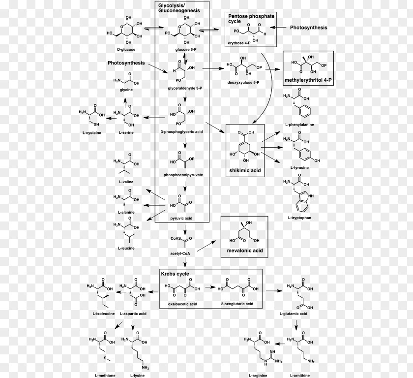 Building Blocks Secondary Metabolite Biosynthesis Chemistry Natural Product PNG
