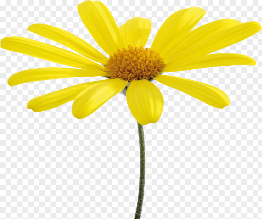 Camomile Oxeye Daisy Flower Yellow Common Clip Art PNG