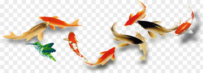 Fish,Fish Goldfish PNG