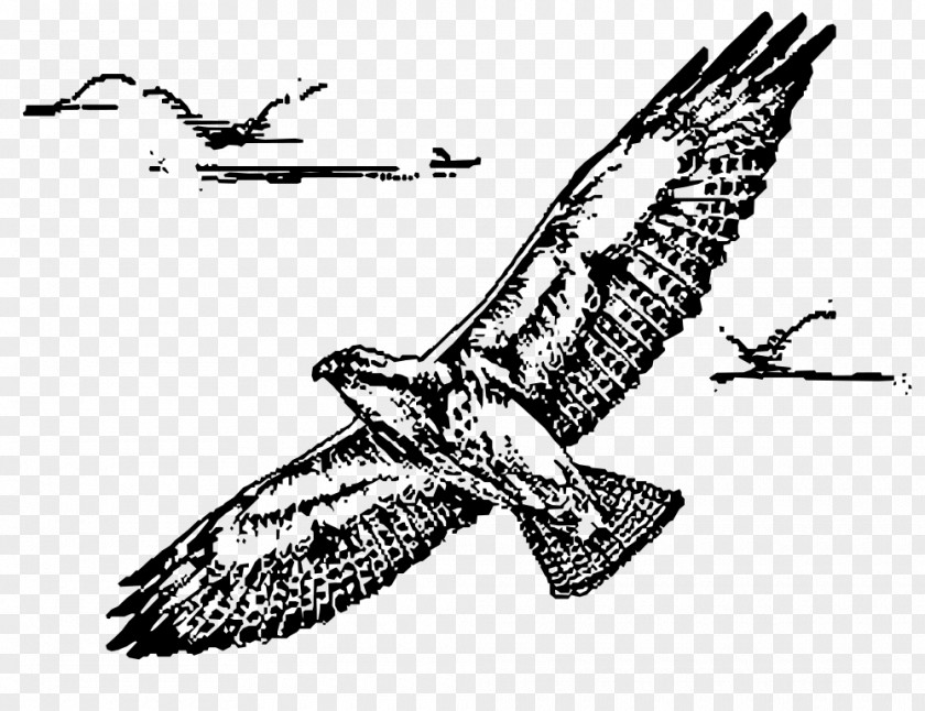 Hawk Bird Of Prey Swainson's Clip Art PNG