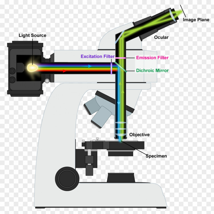 Microscope Light Fluorescence Optical PNG