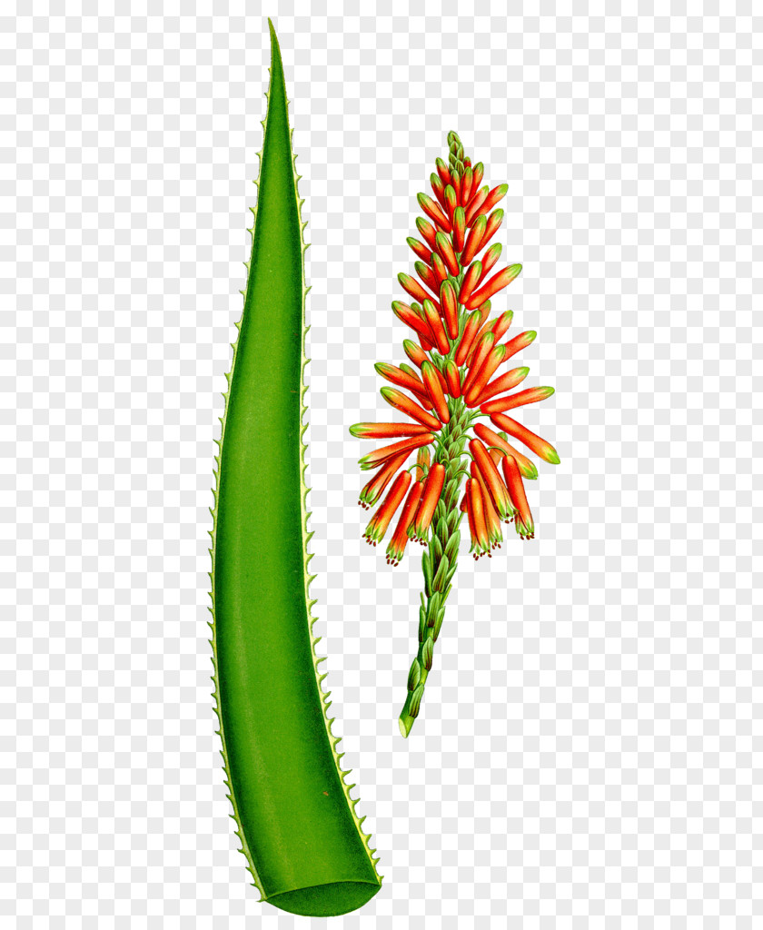 Painted Green Aloe Vera Painting Stock Photography PNG