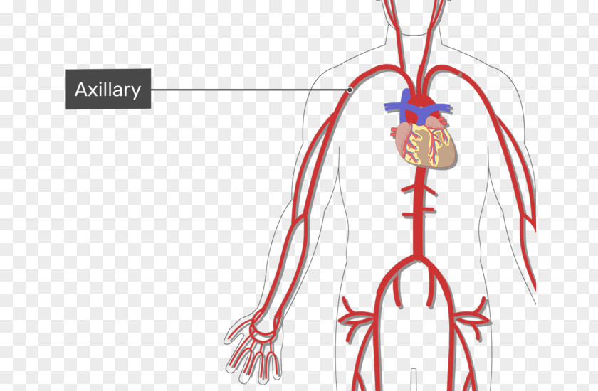 Arm Subclavian Artery Vein Human Body PNG