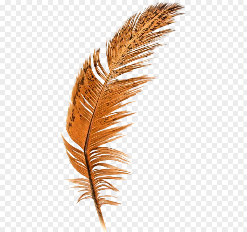 Brown Feathers Feather Quill PNG