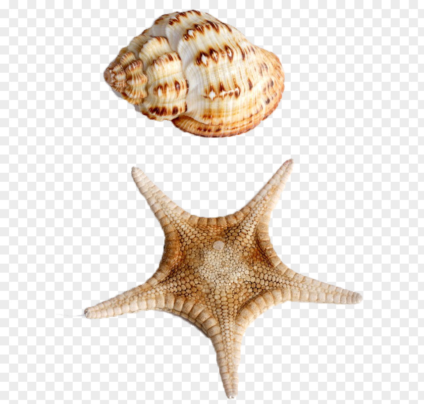 Conch Starfish Sealless Material Seashell Sea Snail PNG