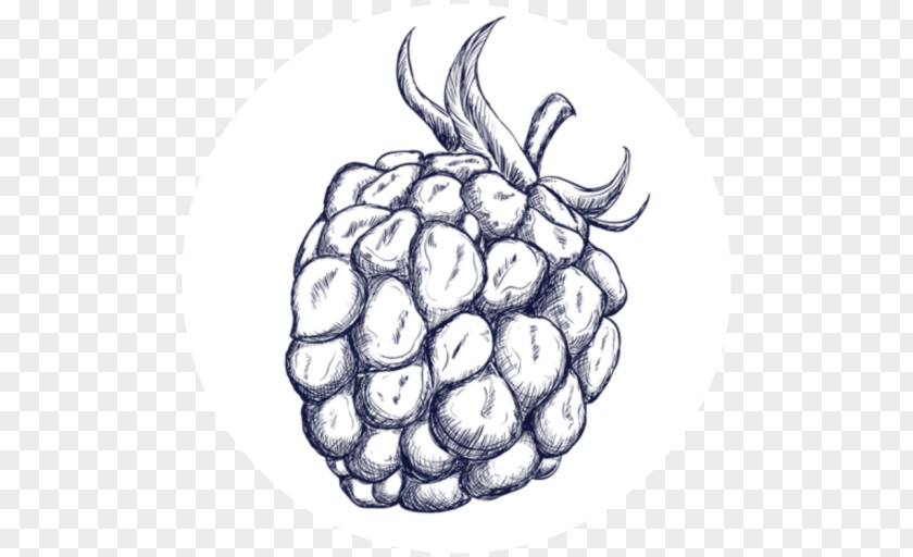 Grape Drawing PNG