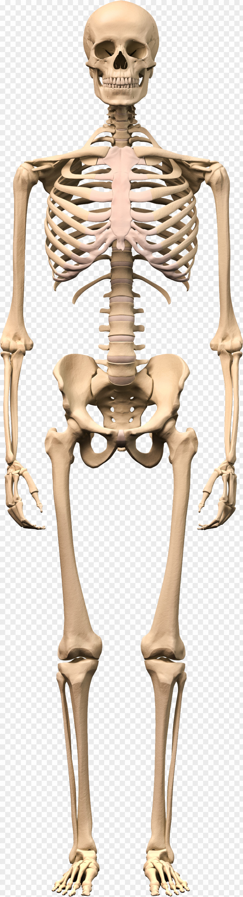 Skeleton PNG clipart PNG