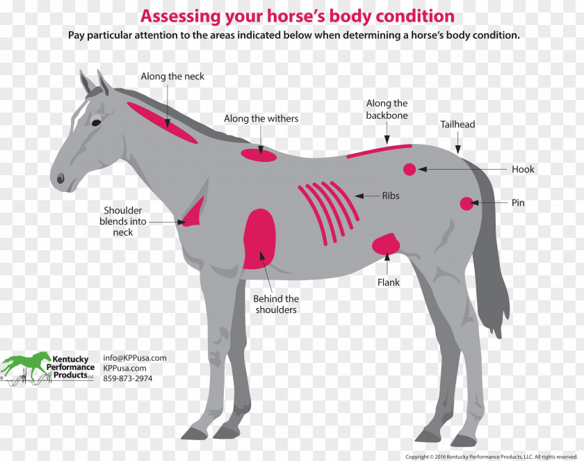 Body Conditioning Horse & Hound Equestrian Equine Nutrition Pony PNG
