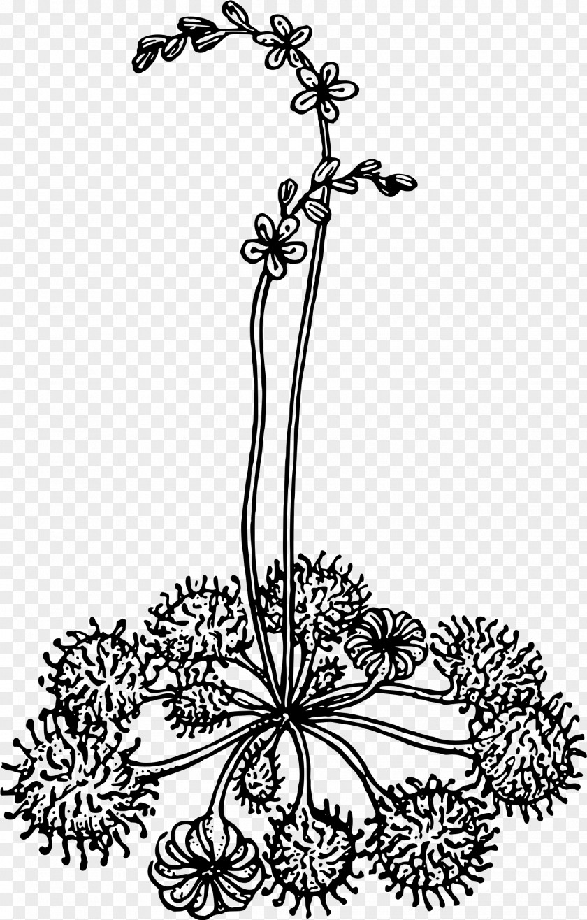 Carnivorous Floral Design Visual Arts Monochrome Leaf PNG