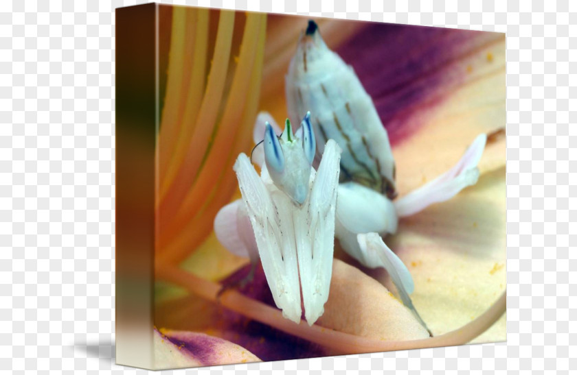 Insect Orchid Mantis Flower Idolomantis Diabolica PNG