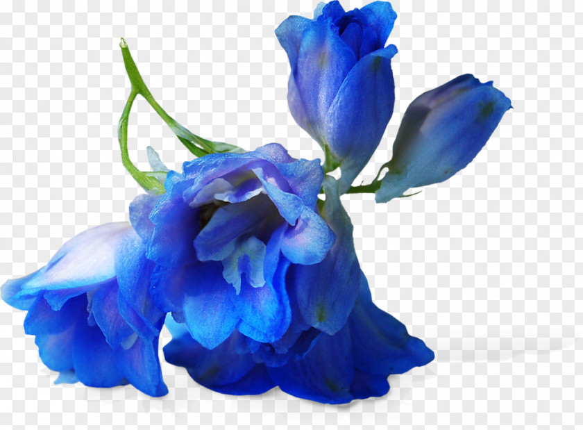 Iris Violet Blue Flower Petal Cobalt Cut Flowers PNG