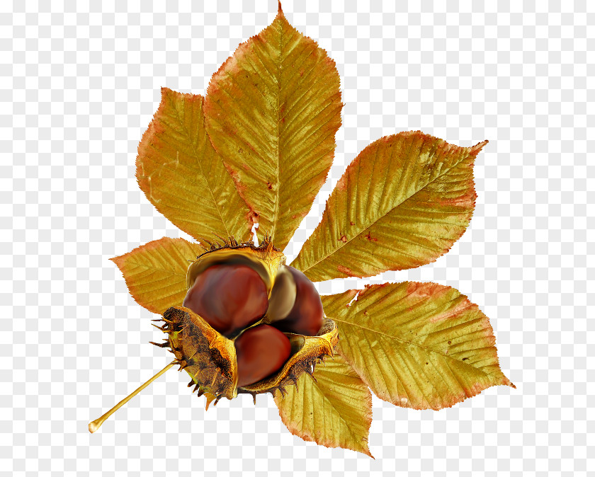 Leaf Chestnut Fruit Autumn Acorn PNG