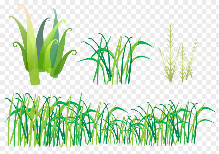 Hand-painted Grass Herbaceous Plant Clip Art PNG