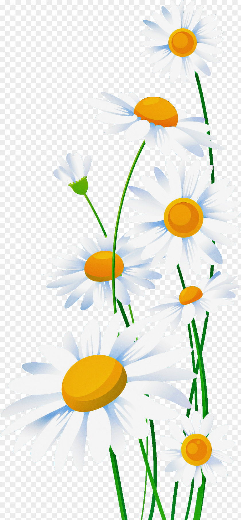 Marguerite Gerbera Daisy PNG