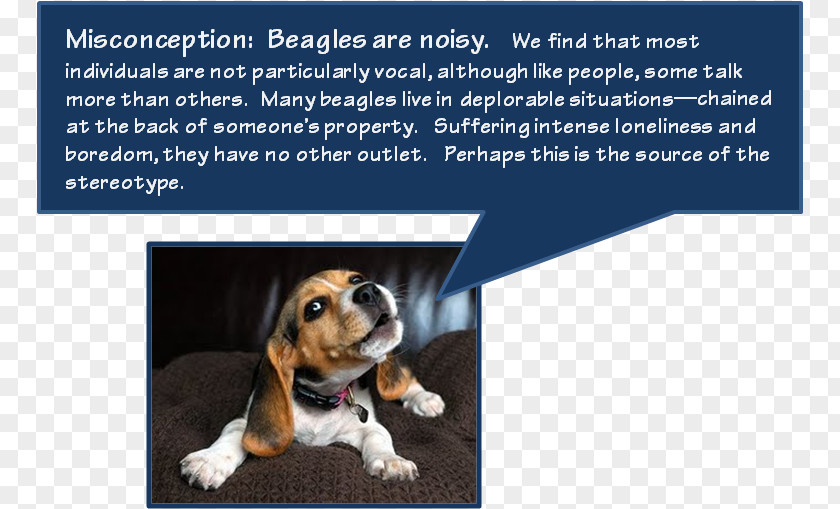 Puppy Beagle Dog Breed Basset Hound Dachshund PNG