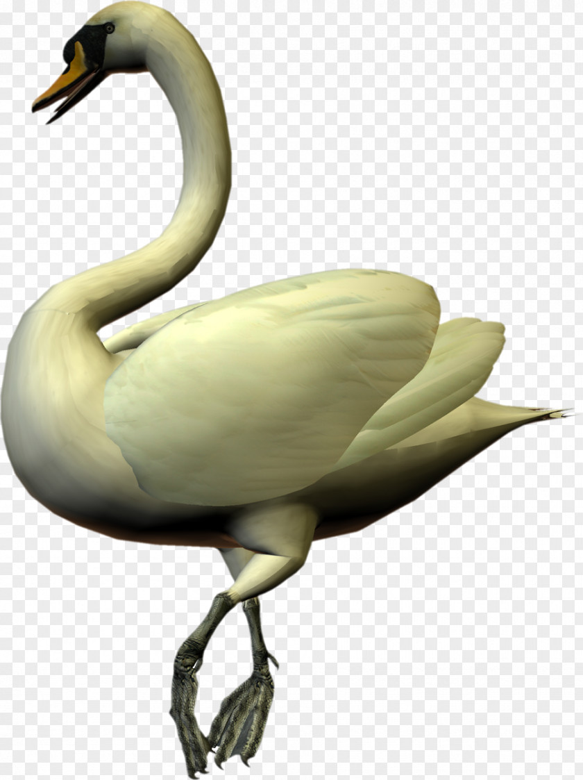 Swans Cygnini Duck Goose Feather Beak PNG