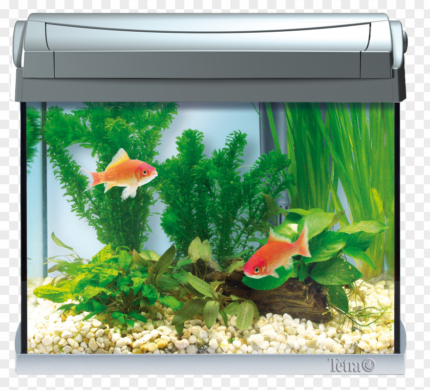 Aquarium Goldfish Tetra Fishkeeping Siamese Fighting Fish PNG