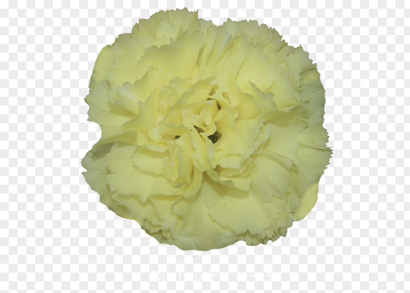 Carnation Flower Cut Flowers Greenhouse Petal PNG